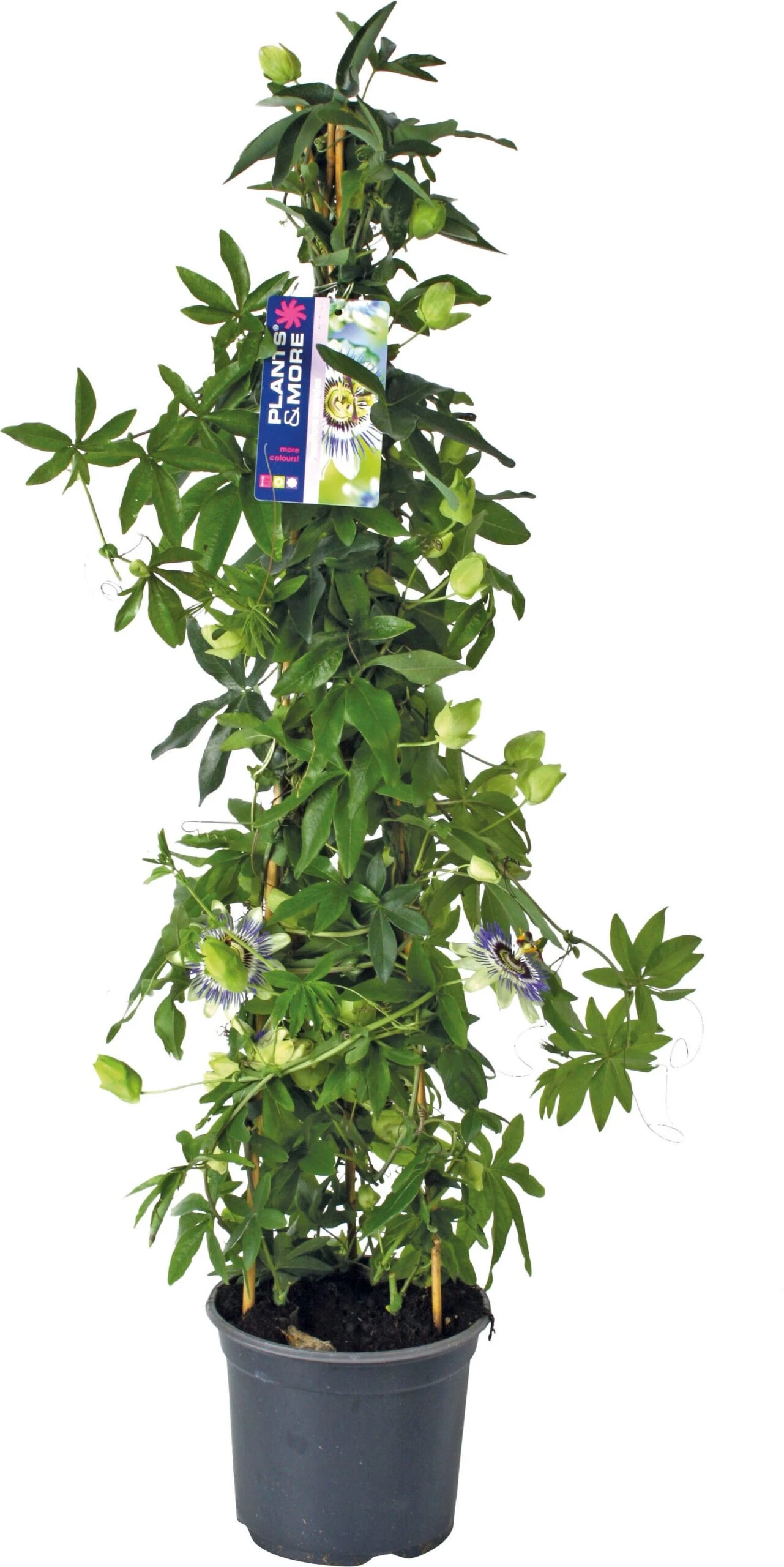 Passiebloem (Passiflora Caerulea) D 19 H 70 Cm 3 Passiebloem (Passiflora Caerulea) D 19 H 70 Cm