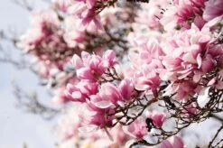 Magnolia/Beverboom (Magnolia Soulangeana 'Satisfaction') D 23 Cm