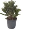 Dwergpalm (Chamaerops Humilis 'Compacta') D 22 H 60 Cm -PlantenPuur Verkoopwinkel 2087818036030