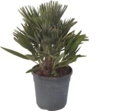Dwergpalm (Chamaerops Humilis 'Compacta') D 22 H 60 Cm