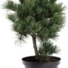 Witte Den (Pinus Parviflora 'Negishi') D 26 H 50 Cm -PlantenPuur Verkoopwinkel 2087818036511 1