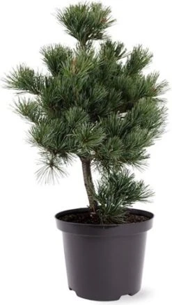 Witte Den (Pinus Parviflora 'Negishi') D 26 H 50 Cm