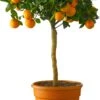 Mandarijnboom (Citrus Sinensis 'Calamondin') D 20 H 70 Cm -PlantenPuur Verkoopwinkel 2087818036931 1