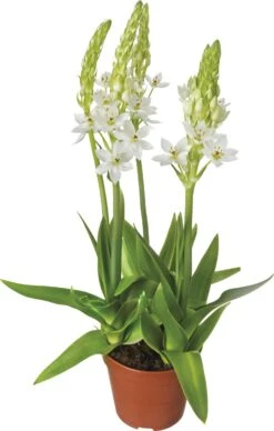 Zuidenwindlelie (Ornithogalum) D 23 H 40 Cm