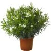 Oleander (Nerium Oleander) D 28 H 60 Cm 1 Oleander (Nerium Oleander) D 28 H 60 Cm -PlantenPuur Verkoopwinkel 2087818037099 1