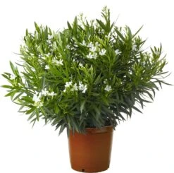 Oleander (Nerium Oleander) D 28 H 60 Cm