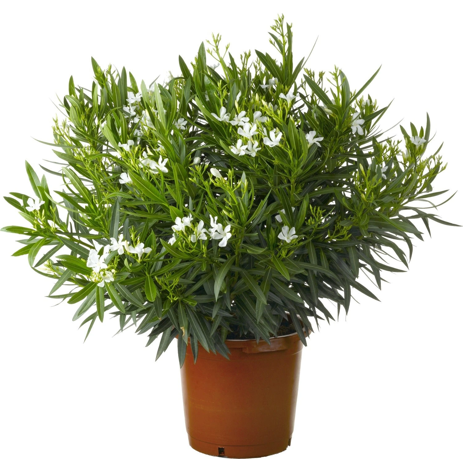 Oleander (Nerium Oleander) D 28 H 60 Cm 3 Oleander (Nerium Oleander) D 28 H 60 Cm