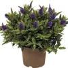 Struikveronica (Hebe 'Addenda') D 23 H 40 Cm