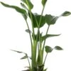 Paradijsvogelplant (Strelitzia Nicolai) D 24 H 80 Cm 2 Paradijsvogelplant (Strelitzia Nicolai) D 24 H 80 Cm -PlantenPuur Verkoopwinkel 5708869717859