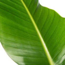 Paradijsvogelplant (Strelitzia Nicolai) D 24 H 80 Cm 7 Paradijsvogelplant (Strelitzia Nicolai) D 24 H 80 Cm -PlantenPuur Verkoopwinkel 5708869717859 3