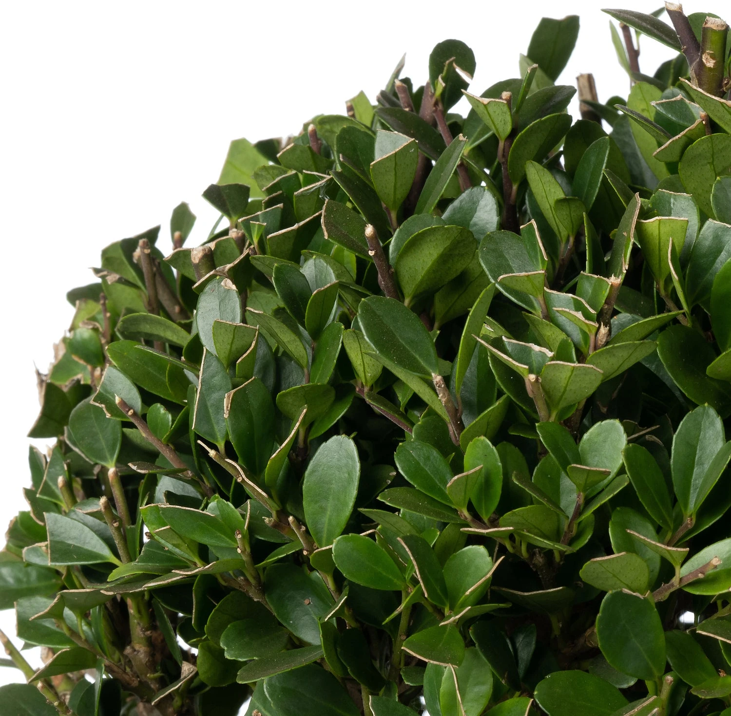 Japanse Hulst In Bolvorm (Ilex Crenata 'Dark Green') D 17 H 15 Cm 4 Japanse Hulst In Bolvorm (Ilex Crenata 'Dark Green') D 17 H 15 Cm - Afbeelding 2