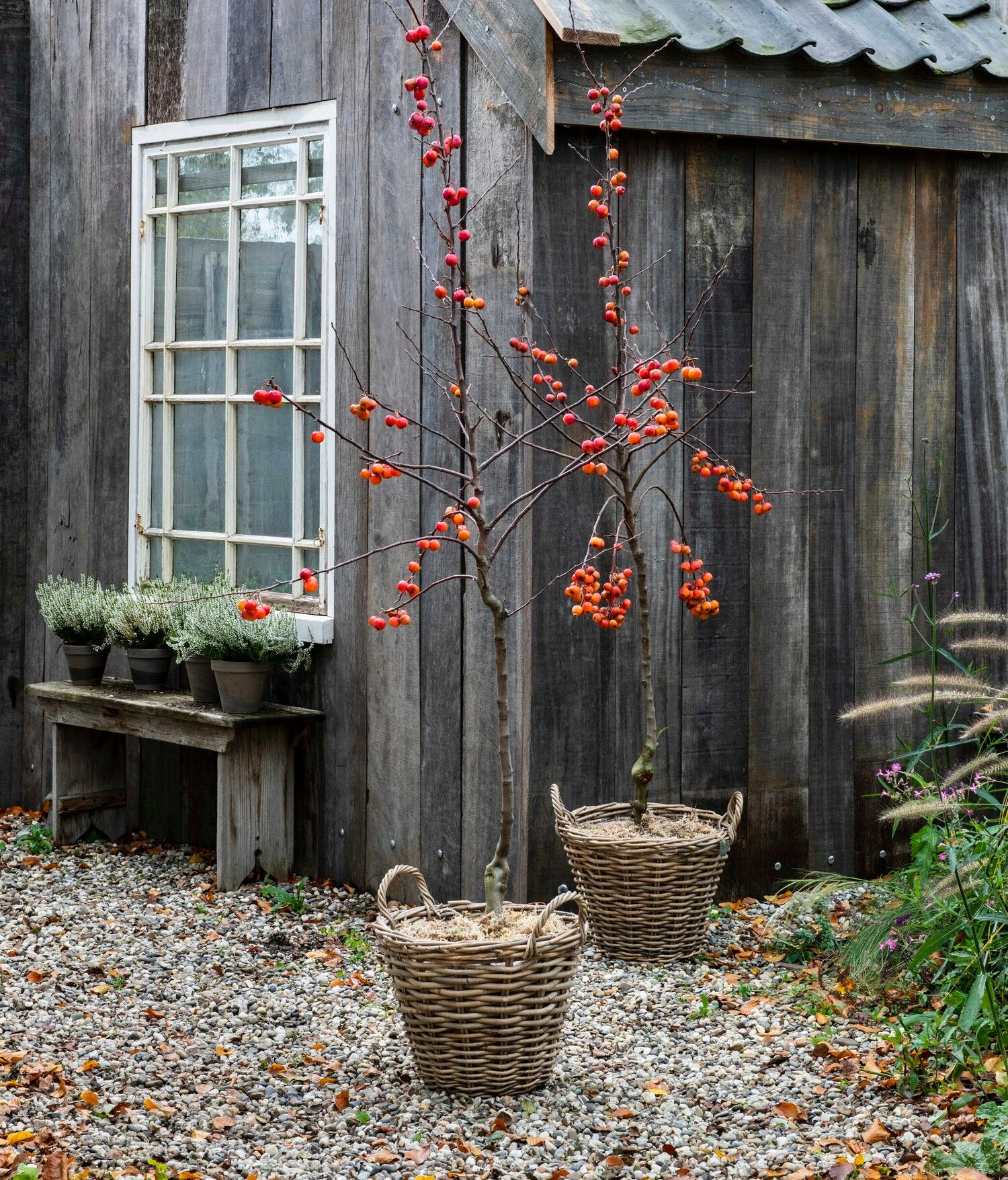 Sierappel (Malus 'Red Sentinel') D 28 H 160 Cm 3 Sierappel (Malus 'Red Sentinel') D 28 H 160 Cm