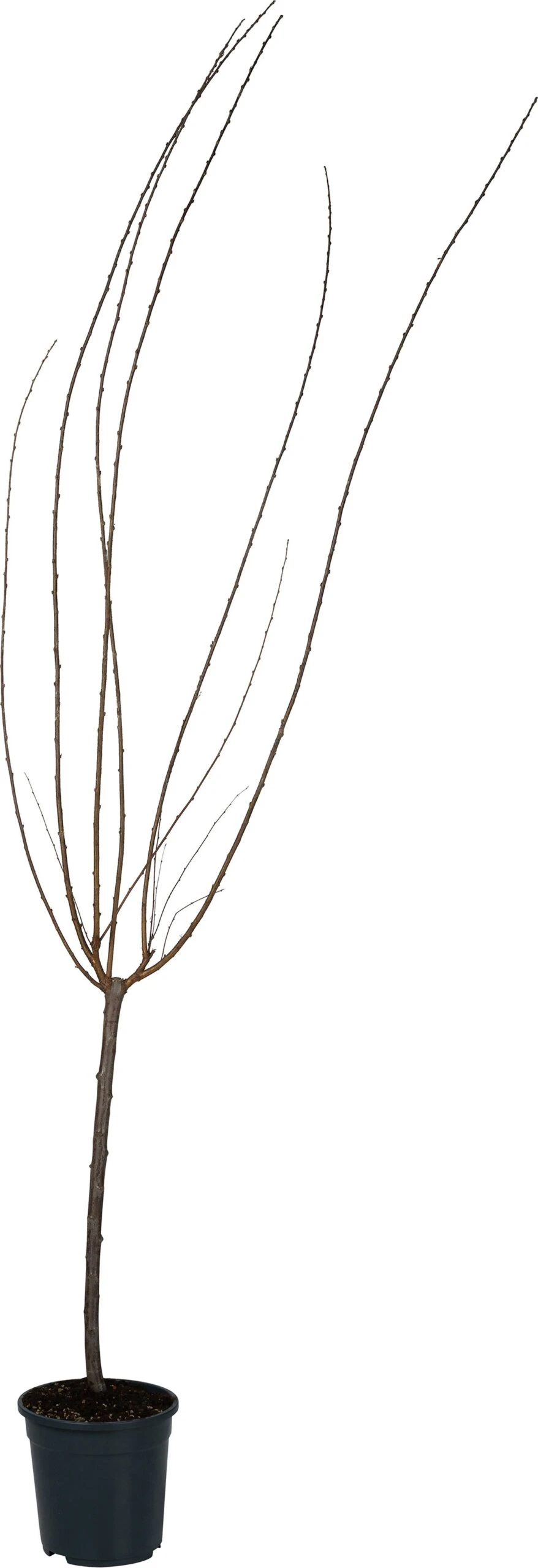 Amandelboompje Op Stam (Prunus Triloba) D 23 H 160 Cm 3 Amandelboompje Op Stam (Prunus Triloba) D 23 H 160 Cm