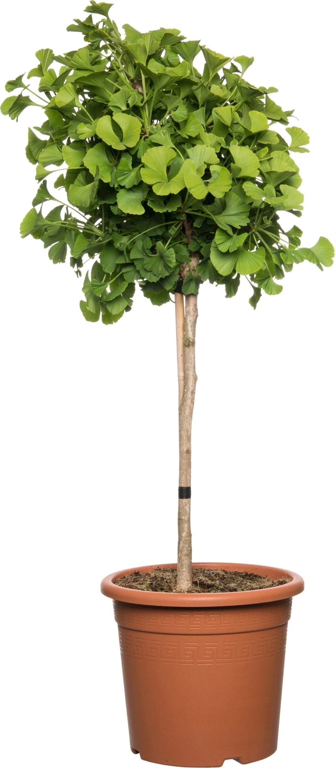 Japanse Notenboom Op Stam (Ginkgo Biloba) D 27 H 90 Cm 3 Japanse Notenboom Op Stam (Ginkgo Biloba) D 27 H 90 Cm