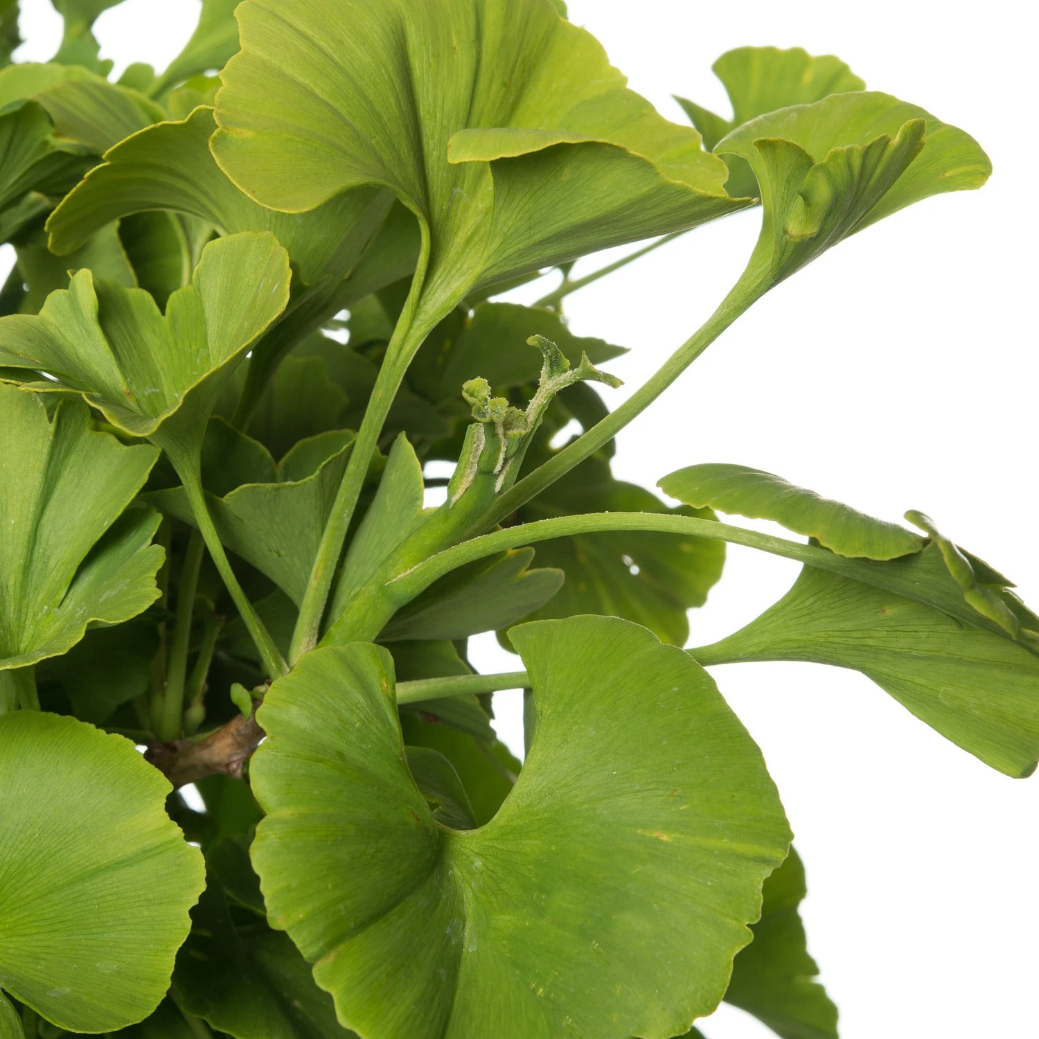 Japanse Notenboom Op Stam (Ginkgo Biloba) D 27 H 90 Cm 4 Japanse Notenboom Op Stam (Ginkgo Biloba) D 27 H 90 Cm - Afbeelding 2