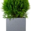 Levensboom (Thuja Occidentalis 'Danica') D 23 H 30 Cm -PlantenPuur Verkoopwinkel 8712044636429