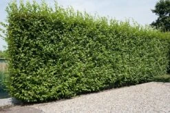 Zuilhaagbeuk (Carpinus Betulus 'Fastigiata')