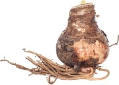 Florex Amaryllis (Hippeastrum) 'White Garden' 5/7