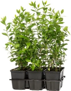 Liguster (Ligustrum Ovalifolium) D 23 Cm