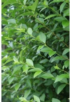 Liguster (Ligustrum Ovalifolium) D 23 Cm -PlantenPuur Verkoopwinkel 8714339143452 2