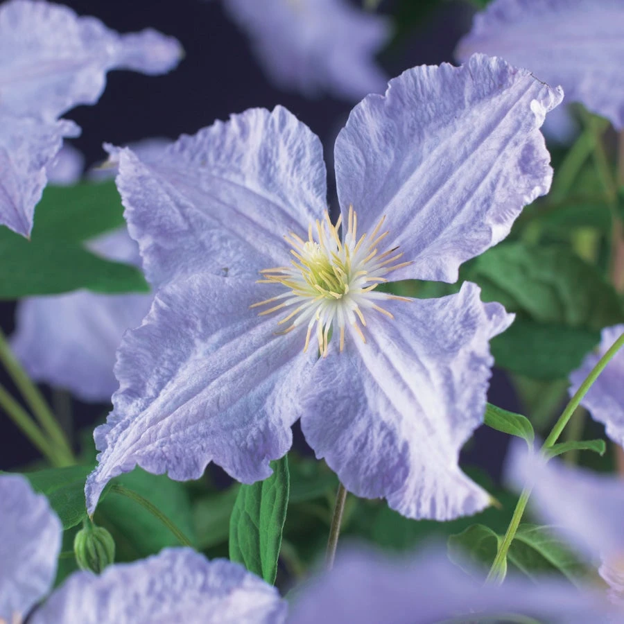 Bosrank (Clematis 'Blue Angel') D 23 H 117 Cm 4 Bosrank (Clematis 'Blue Angel') D 23 H 117 Cm - Afbeelding 2