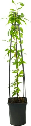 Bosrank (Clematis 'Hagley Hybrid') D 23 H 117 Cm