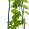 Bosrank (Clematis 'Jackmanii') D 23 H 117 Cm 2 Bosrank (Clematis 'Jackmanii') D 23 H 117 Cm -PlantenPuur Verkoopwinkel 8714339251355 1 1