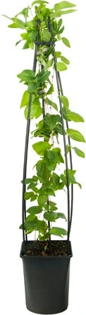 Bosrank (Clematis 'Jackmanii') D 23 H 117 Cm 3 Bosrank (Clematis 'Jackmanii') D 23 H 117 Cm