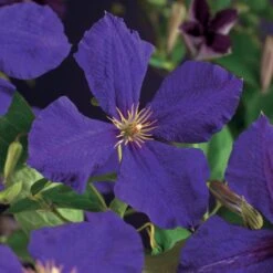 Bosrank (Clematis 'Jackmanii') D 23 H 117 Cm 5 Bosrank (Clematis 'Jackmanii') D 23 H 117 Cm -PlantenPuur Verkoopwinkel 8714339251355 2