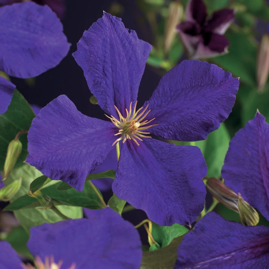 Bosrank (Clematis 'Jackmanii') D 23 H 117 Cm 4 Bosrank (Clematis 'Jackmanii') D 23 H 117 Cm - Afbeelding 2