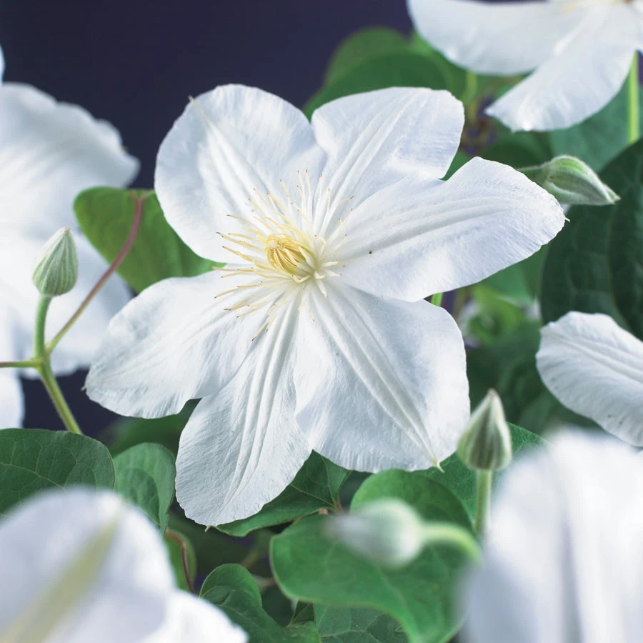 Bosrank (Clematis 'Madame Le Coultre') D 23 H 117 Cm 4 Bosrank (Clematis 'Madame Le Coultre') D 23 H 117 Cm - Afbeelding 2