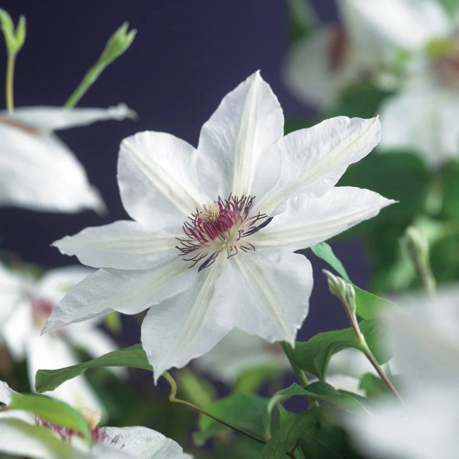 Bosrank (Clematis 'Miss Bateman') D 23 H 117 Cm 4 Bosrank (Clematis 'Miss Bateman') D 23 H 117 Cm - Afbeelding 2