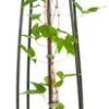 Bosrank (Clematis 'Multi Blue') D 23 H 117 Cm 1 Bosrank (Clematis 'Multi Blue') D 23 H 117 Cm -PlantenPuur Verkoopwinkel 8714339252352 1 1