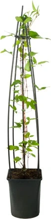 Bosrank (Clematis 'Multi Blue') D 23 H 117 Cm