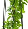 Bosrank (Clematis 'Nelly Moser') D 23 H 117 Cm -PlantenPuur Verkoopwinkel 8714339252451 1 1