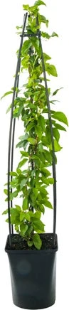 Bosrank (Clematis 'Nelly Moser') D 23 H 117 Cm
