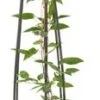 Bosrank (Clematis 'The President') D 23 H 117 Cm