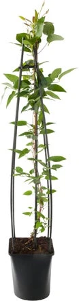 Bosrank (Clematis 'The President') D 23 H 117 Cm