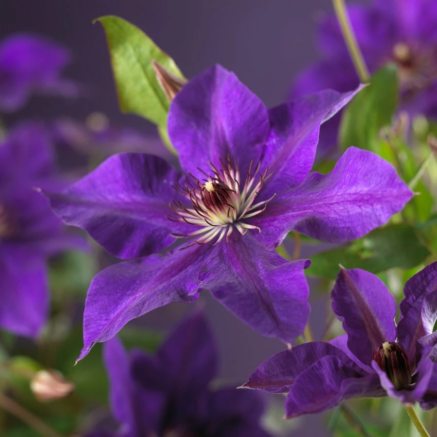 Bosrank (Clematis 'The President') D 23 H 117 Cm 4 Bosrank (Clematis 'The President') D 23 H 117 Cm - Afbeelding 2