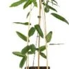 Bosrank (Clematis Armandii) D 16 H 75 Cm -PlantenPuur Verkoopwinkel 8714339255537 1