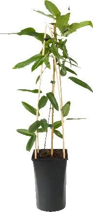 Bosrank (Clematis Armandii) D 16 H 75 Cm
