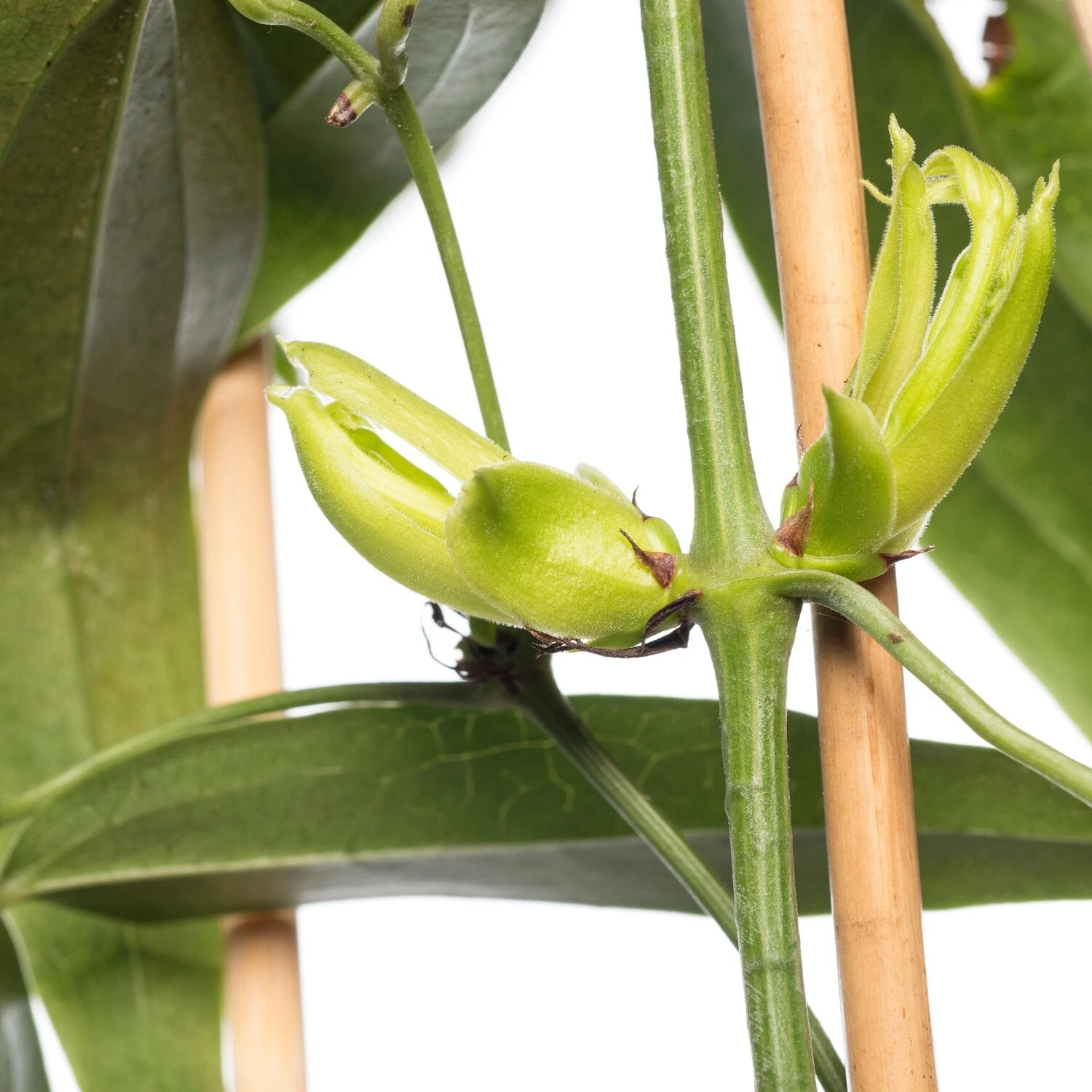 Bosrank (Clematis Armandii) D 16 H 75 Cm 4 Bosrank (Clematis Armandii) D 16 H 75 Cm - Afbeelding 2