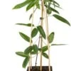 Bosrank (Clematis Armandii) D 23 H 117 Cm 1 Bosrank (Clematis Armandii) D 23 H 117 Cm -PlantenPuur Verkoopwinkel 8714339255551 1 1