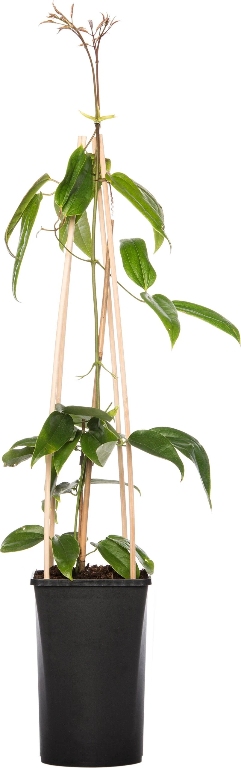 Bosrank (Clematis Armandii 'Apple Blossom') D 16 H 75 Cm 3 Bosrank (Clematis Armandii 'Apple Blossom') D 16 H 75 Cm