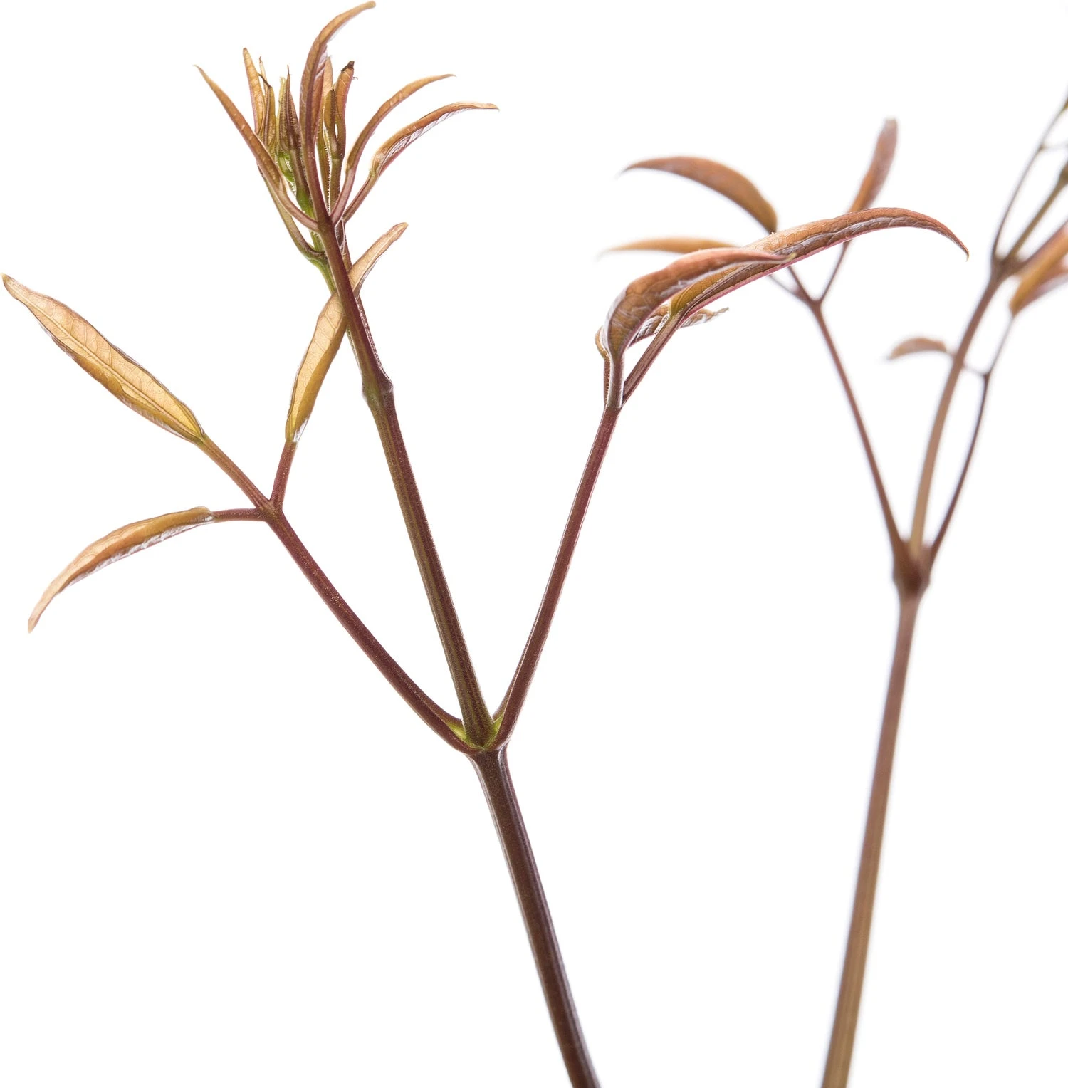 Bosrank (Clematis Armandii 'Apple Blossom') D 16 H 75 Cm 4 Bosrank (Clematis Armandii 'Apple Blossom') D 16 H 75 Cm - Afbeelding 2