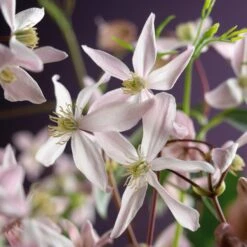 Bosrank (Clematis Armandii 'Apple Blossom') D 16 H 75 Cm 7 Bosrank (Clematis Armandii 'Apple Blossom') D 16 H 75 Cm -PlantenPuur Verkoopwinkel 8714339255636 4