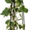 Klimop (Hedera 'Gloire De Marengo') D 23 H 117 Cm 1 Klimop (Hedera 'Gloire De Marengo') D 23 H 117 Cm -PlantenPuur Verkoopwinkel 8714339260357 1 1 1