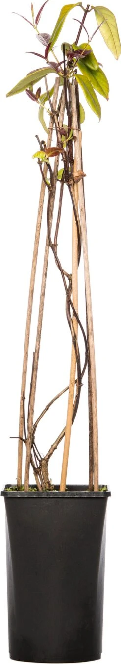 Kamperfoelie (Lonicera Henryi 'Copper Beauty') D 16 H 75 Cm