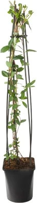 Kamperfoelie (Lonicera Periclymenum 'Serotina') D 23 H 117 Cm 3 Kamperfoelie (Lonicera Periclymenum 'Serotina') D 23 H 117 Cm