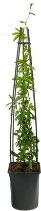 Passiebloem (Passiflora Caerulea) D 23 H 117 Cm